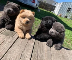 Lovely Full bloodied Chow Chow puppies - 10