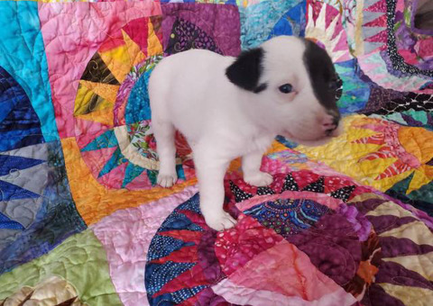 One girl left Chihuahua's Rat Terrier puppy