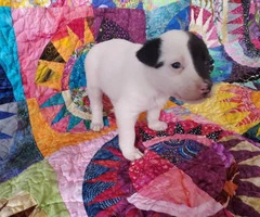 One girl left Chihuahua's Rat Terrier puppy