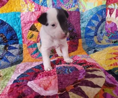 One girl left Chihuahua's Rat Terrier puppy - 2