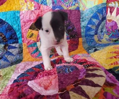 One girl left Chihuahua's Rat Terrier puppy - 3