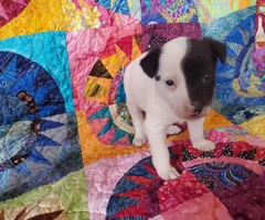 One girl left Chihuahua's Rat Terrier puppy - 4
