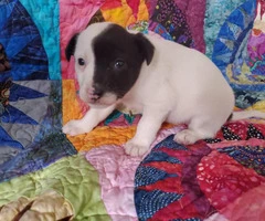 One girl left Chihuahua's Rat Terrier puppy - 5