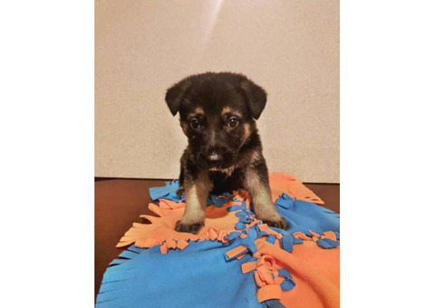 8 healthy Shepherd German puppie