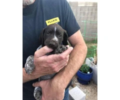 German Shorthaired Pointer puppies looking for good homes