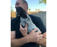 German Shorthaired Pointer puppies looking for good homes - 2