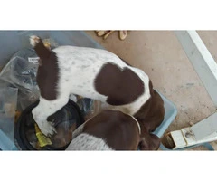 German Shorthaired Pointer puppies looking for good homes - 4