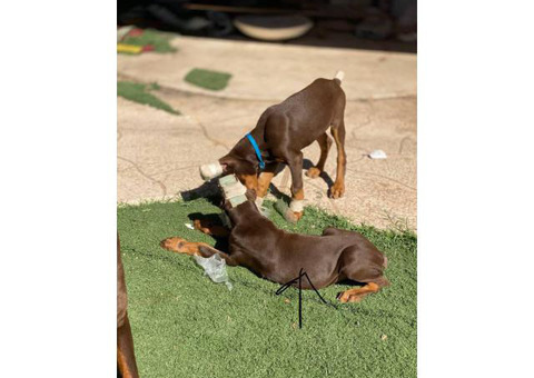 Two red male European Doberman puppies