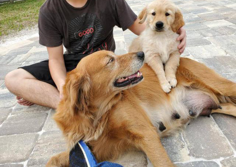 AKC Golden Retriever Pups