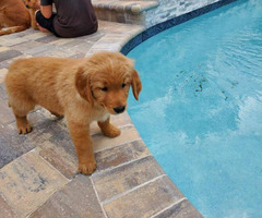 AKC Golden Retriever Pups in Jacksonville, Florida ...