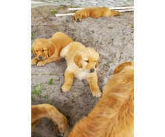 AKC Golden Retriever Pups - 3