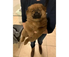 Rehoming 2 males Chow chow puppies - 2
