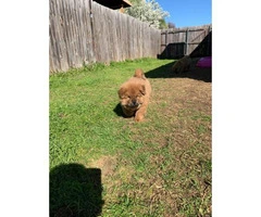 Rehoming 2 males Chow chow puppies - 4