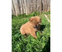 Rehoming 2 males Chow chow puppies - 5