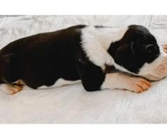 Great Dane puppies available - 2