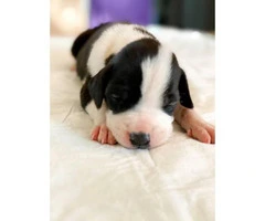 Great Dane puppies available - 3