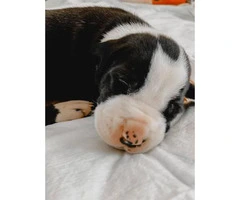 Great Dane puppies available - 5