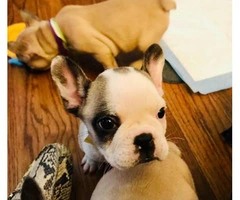 Ten weeks old Frenchie puppies for sale