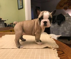 Ten weeks old Frenchie puppies for sale - 2