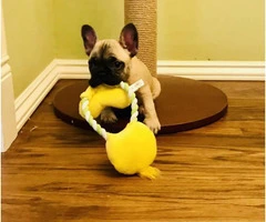 Ten weeks old Frenchie puppies for sale - 3