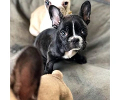Ten weeks old Frenchie puppies for sale - 4