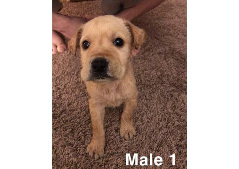 2 males and 2 females Sharpei puppies for adoption