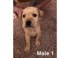 2 males and 2 females Sharpei puppies for adoption - 1