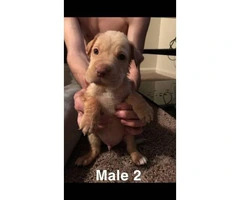2 males and 2 females Sharpei puppies for adoption - 2