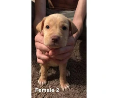 2 males and 2 females Sharpei puppies for adoption - 4