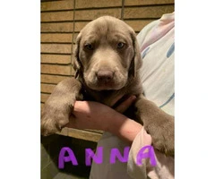 8 weeks old purebred Silver Lab puppies - 2
