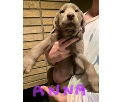 8 weeks old purebred Silver Lab puppies - 3
