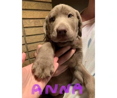 8 weeks old purebred Silver Lab puppies - 4
