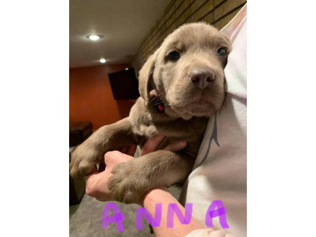 8 weeks old purebred Silver Lab puppies in Kalamazoo, Michigan - Puppies for Sale Near Me