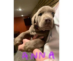 8 weeks old purebred Silver Lab puppies - 5