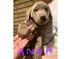 8 weeks old purebred Silver Lab puppies - 6