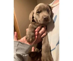 8 weeks old purebred Silver Lab puppies - 7
