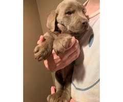 8 weeks old purebred Silver Lab puppies - 8