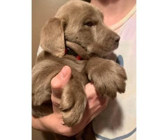 8 weeks old purebred Silver Lab puppies - 9