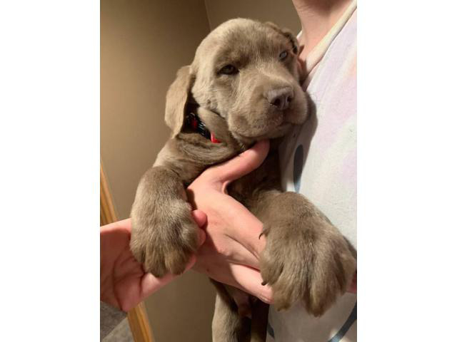 47 Top Pictures Silver Lab Puppies Michigan - Silver Lab: Facts, Temperament, and Care Guide ...