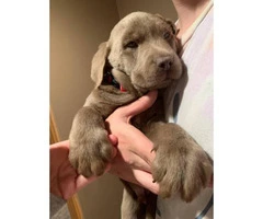 8 weeks old purebred Silver Lab puppies - 10