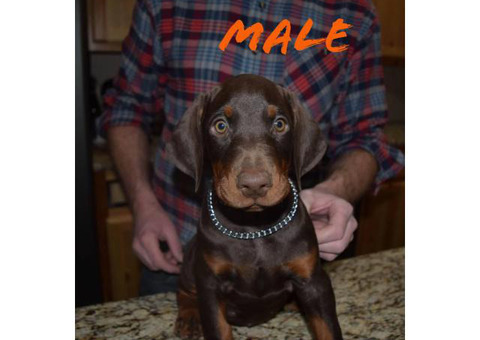 5 Doberman Pinscher Puppies Champion bloodlines