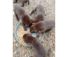 AKC Chocolate lab puppies - 3