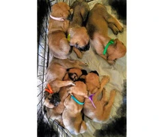 3 Cute English Mastiff puppies to be rehomed