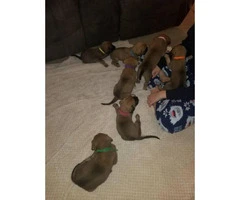 3 Cute English Mastiff puppies to be rehomed - 2