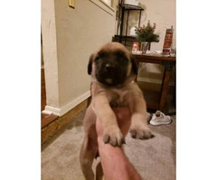 3 Cute English Mastiff puppies to be rehomed - 4