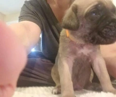 3 Cute English Mastiff puppies to be rehomed - 5