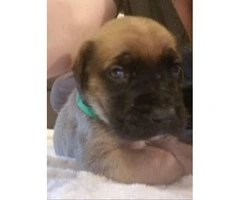 3 Cute English Mastiff puppies to be rehomed - 6