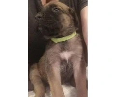 3 Cute English Mastiff puppies to be rehomed - 7