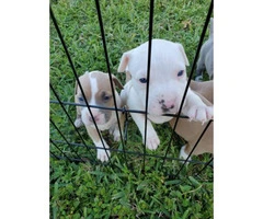 Five American Bulldog puppies available