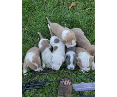 Five American Bulldog puppies available - 2